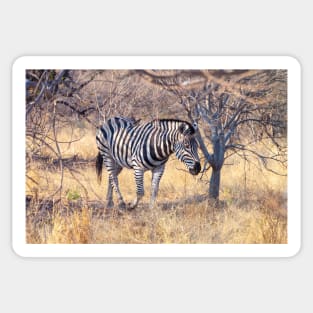 Zebra in the Bush Sticker